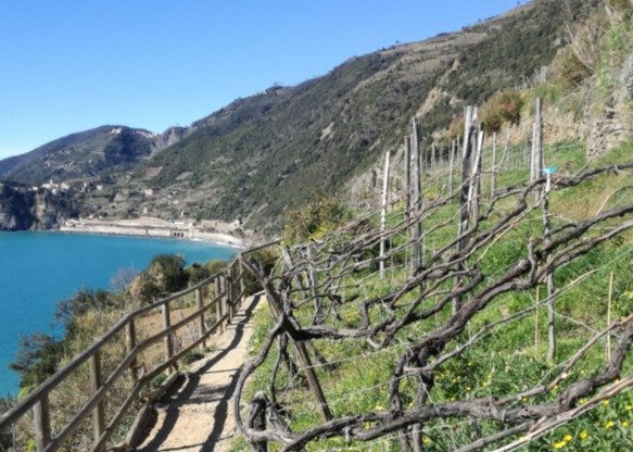 A hiking and wine tour through Cinque Terre