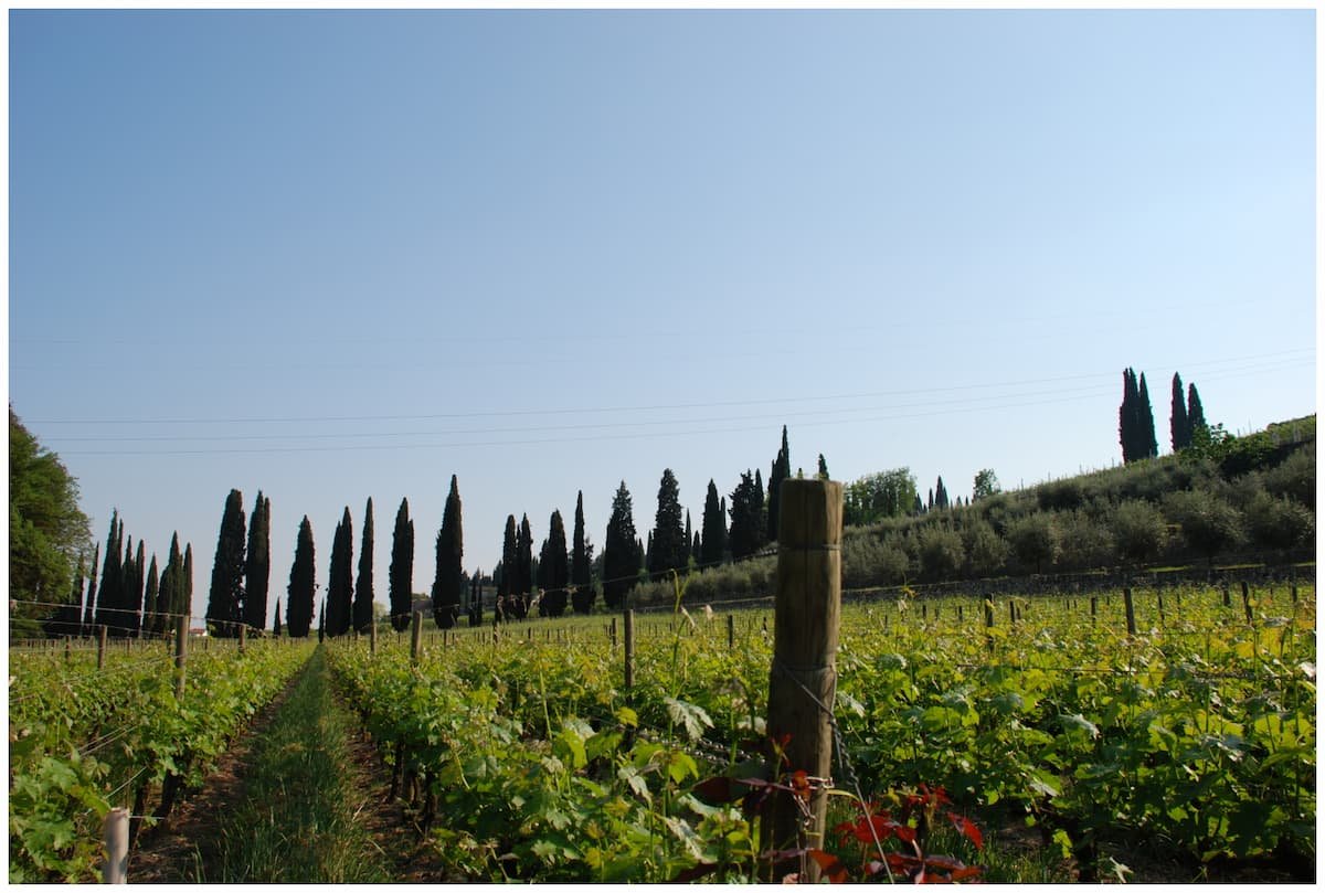 A Journey Through Valpolicella: Scenic Vineyards and Iconic Wine