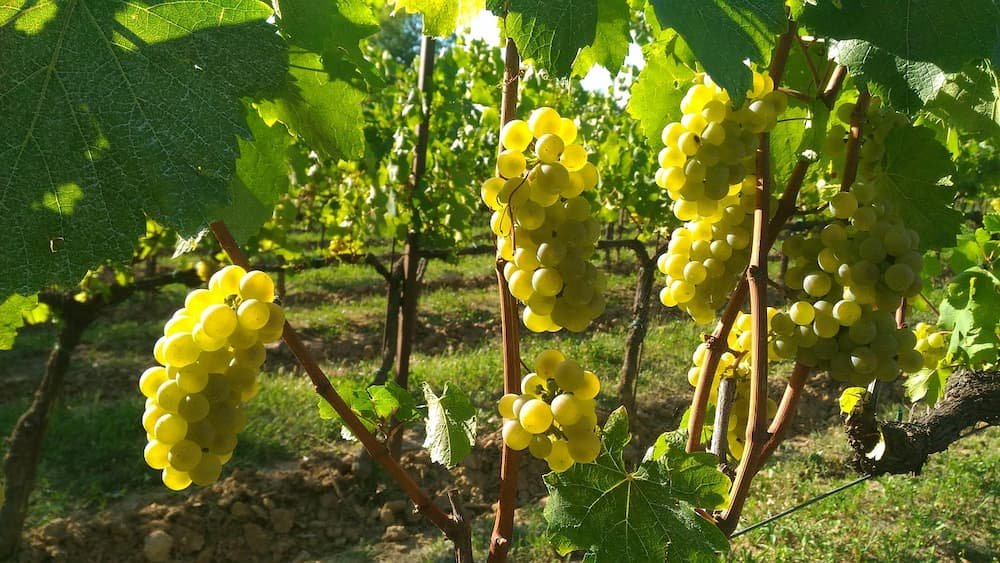 A cruise on Lake Iseo and Franciacorta wine - From Milan