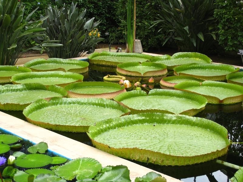 Lake Maggiore private cruise: Villa Taranto botanical garden